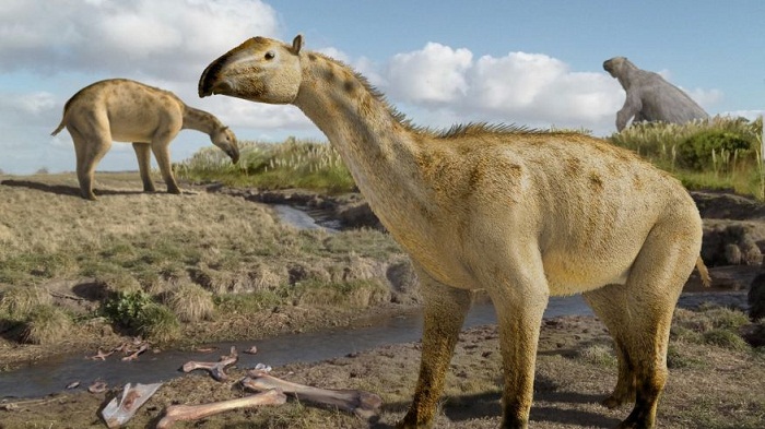 Remains of a rare 3-million-year-old creature found in eastern Argentina 